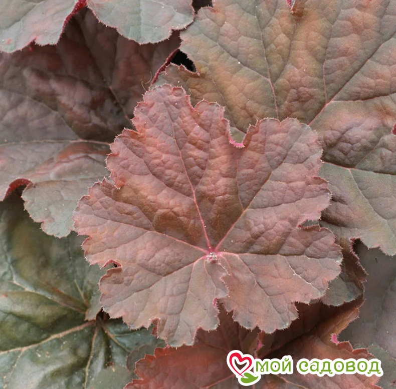 Гейхера Касис