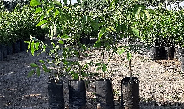 Грецкий Орех Кочерженко